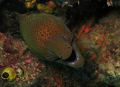   Moray eel  